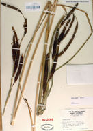 Image of San Diego Sedge