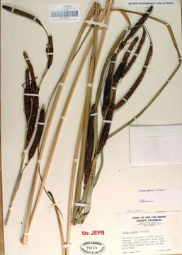 Image of San Diego Sedge