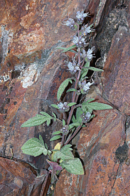 Phacelia stebbinsii Constance & Heckard的圖片