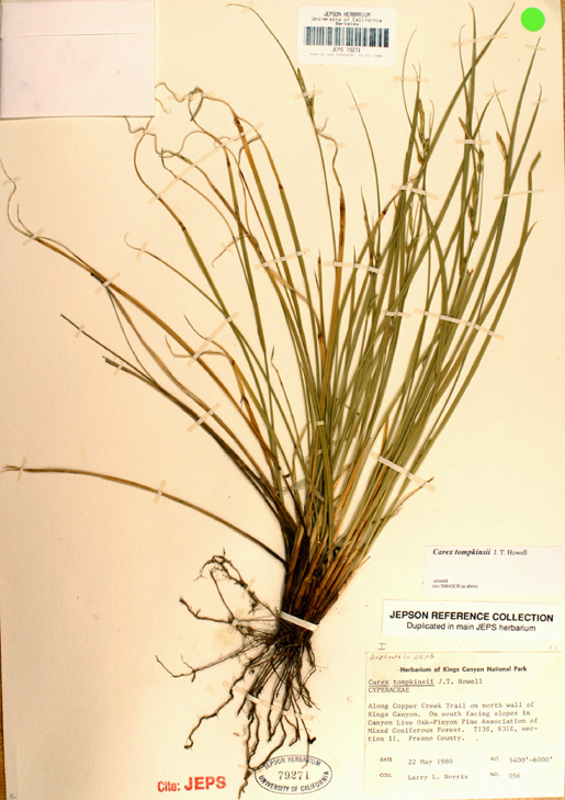 Image of Thompkins' sedge