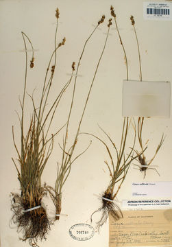 Image of valley sedge