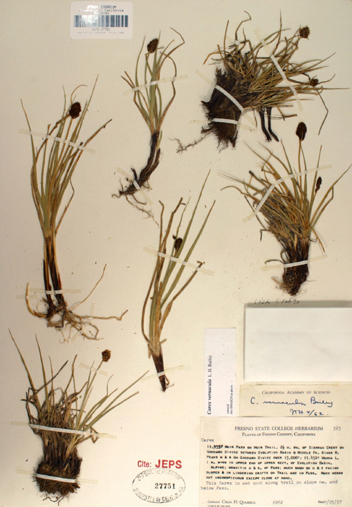 Sivun Carex vernacula L. H. Bailey kuva