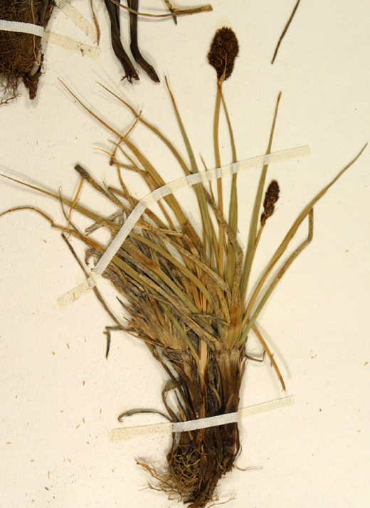 Image of native sedge