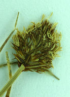 Image of native sedge