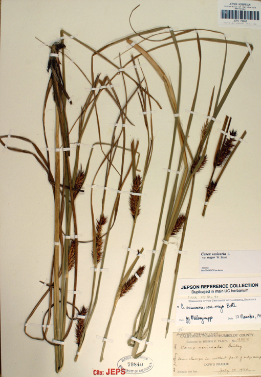 Image of Western Inflated Sedge