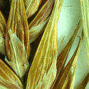 Image of Western Inflated Sedge