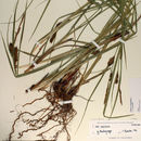 Carex vesicaria L. resmi