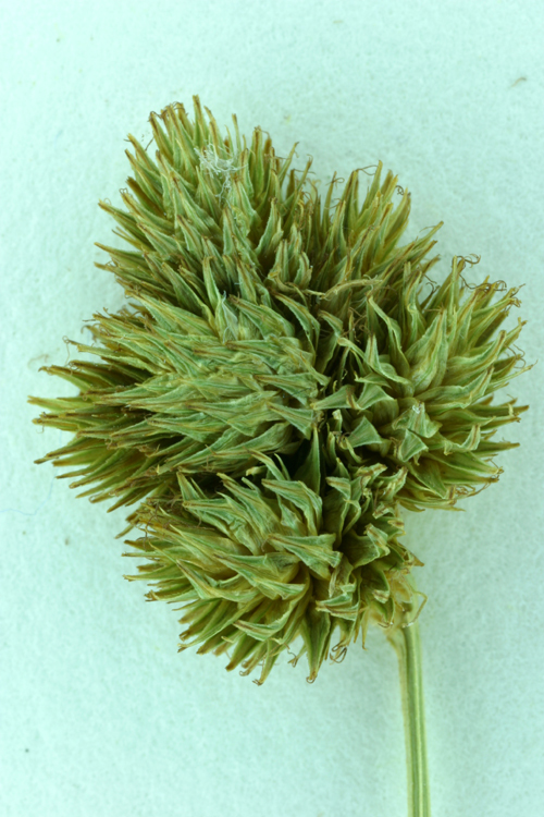 Image of broom sedge