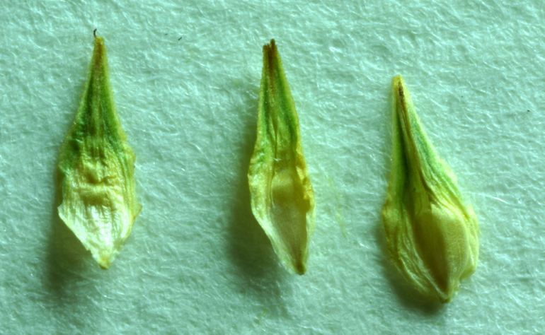 Image of broom sedge