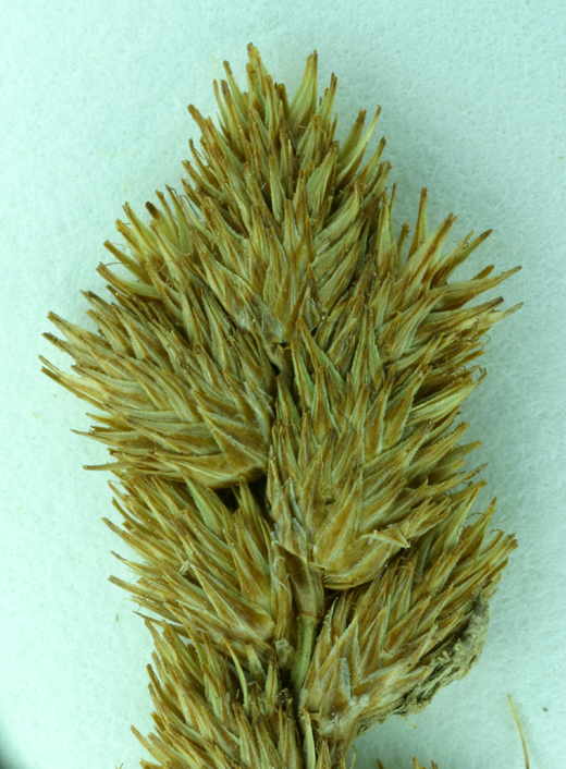 Image of broom sedge