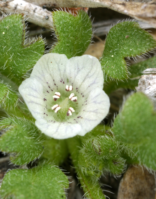 Imagem de Nemophila pedunculata Dougl. ex Benth.