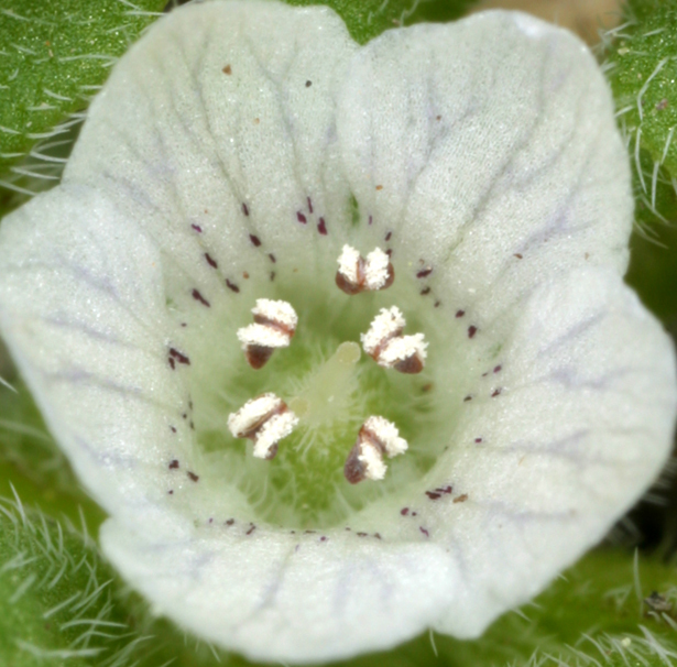 Imagem de Nemophila pedunculata Dougl. ex Benth.