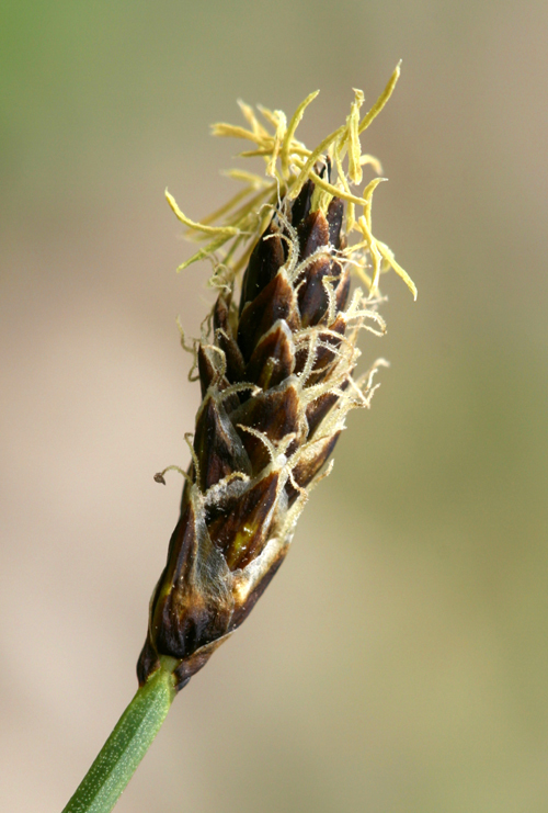 Image of shorthair sedge