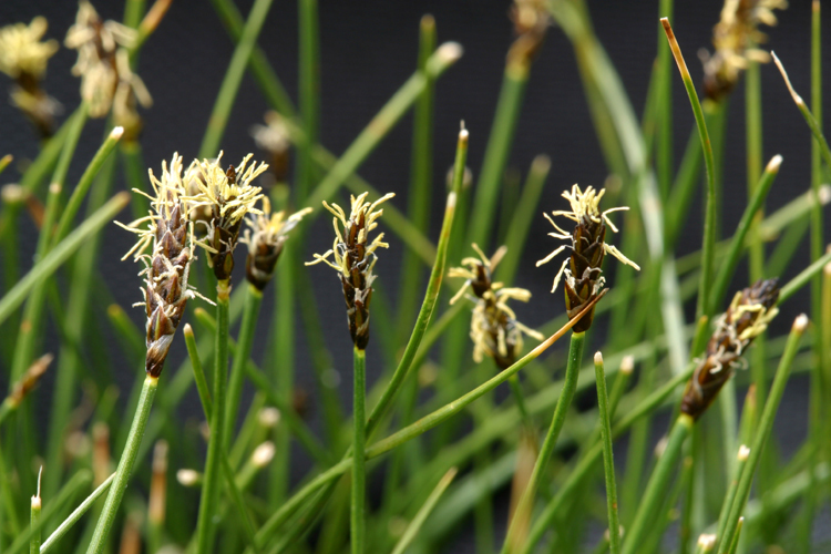 Image of shorthair sedge