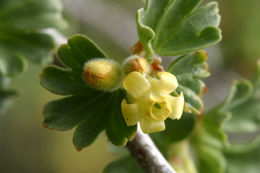 Image of alpine gooseberry