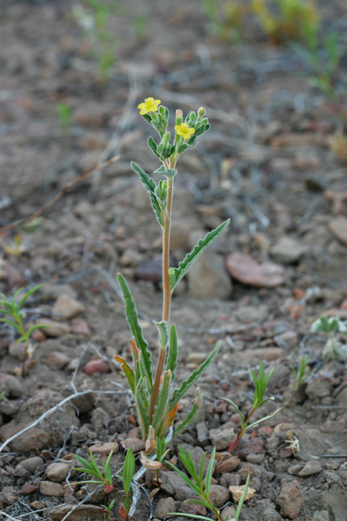 Image of bushy blazingstar