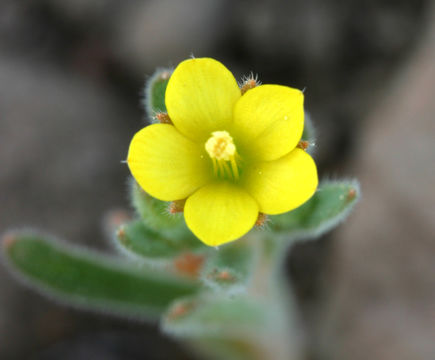 Image of bushy blazingstar