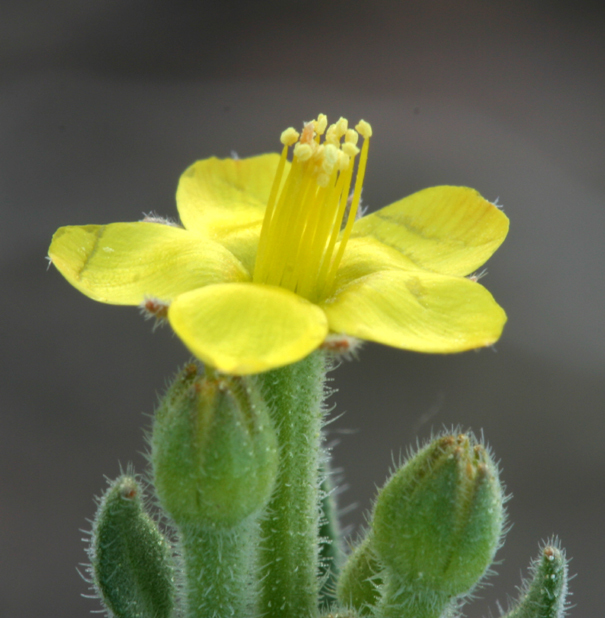 Image of bushy blazingstar