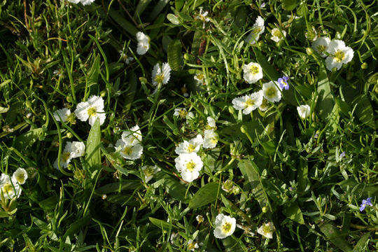 Image of California damsonium