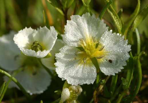 Image of California damsonium