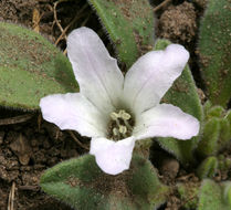 Image of California Monkey-Fiddle