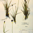 صورة Carex abrupta Mack.