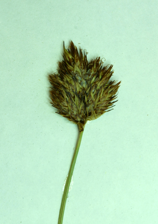 Image of abruptbeak sedge