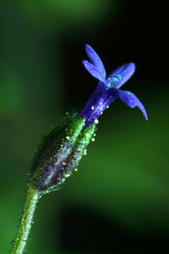 Plancia ëd Allophyllum gilioides subsp. violaceum (A. Heller) A. G. Day