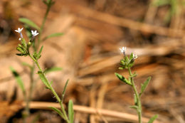 Plancia ëd Allophyllum integrifolium (A. Brand) A. D. & V. E. Grant