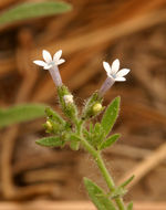 Plancia ëd Allophyllum integrifolium (A. Brand) A. D. & V. E. Grant