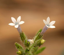 Plancia ëd Allophyllum integrifolium (A. Brand) A. D. & V. E. Grant