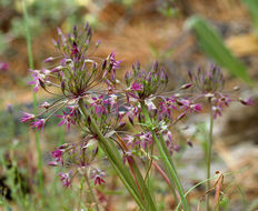 Image of dusky onion