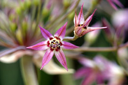 Image of dusky onion