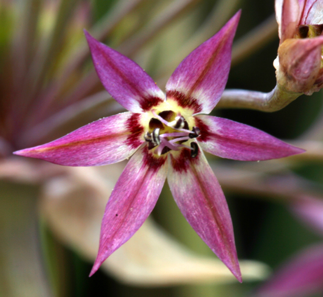 Image of dusky onion