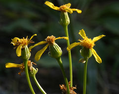 Image of lambstongue ragwort