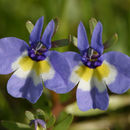 Image of doublehorn calicoflower