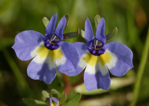 Image of doublehorn calicoflower