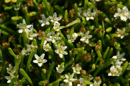 Image of Owyhee mudwort