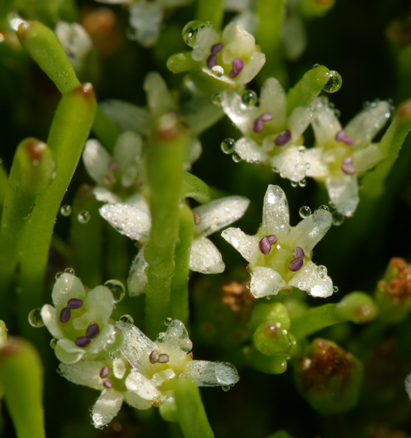 Image of Owyhee mudwort