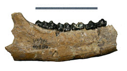 Image of Lambdotherium Cope 1880