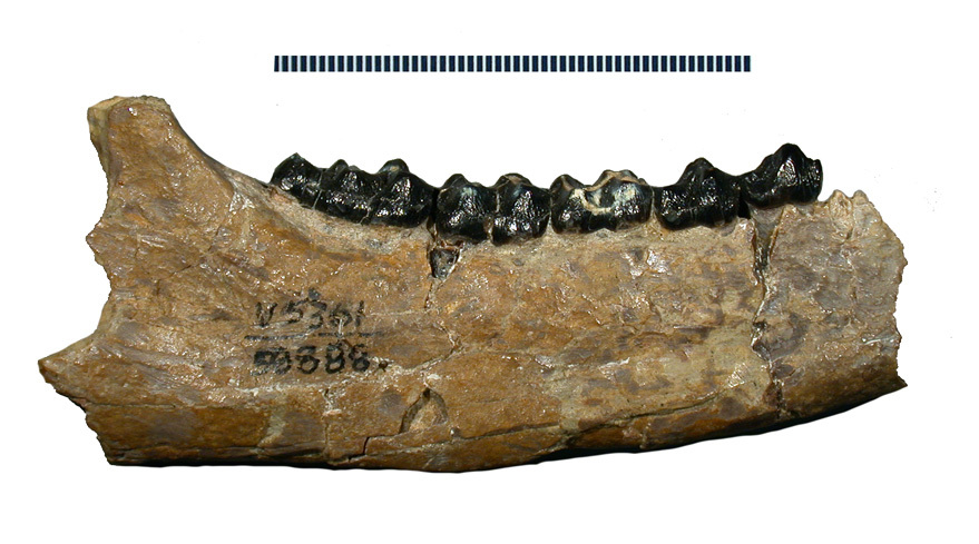 Image of Lambdotherium Cope 1880