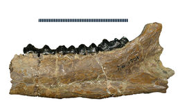 Image of Lambdotherium Cope 1880