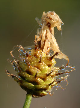 Imagem de Carex capitata Sol.