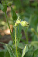 Слика од Arnica parryi A. Gray