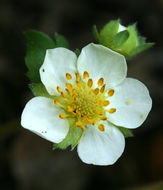 Image of Virginia strawberry