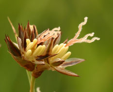 Image of Sierra rush