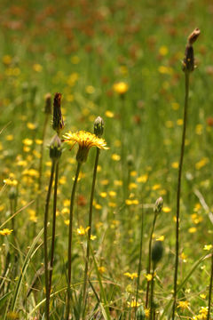 Image de Agoseris monticola Greene