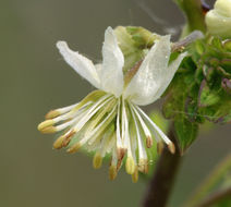 Image of Few-Flower Meadow-Rue