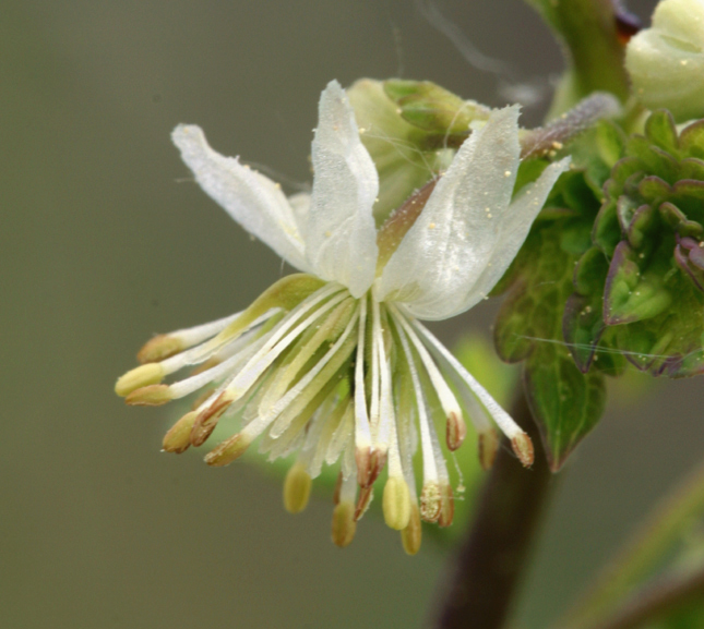 Image of Few-Flower Meadow-Rue