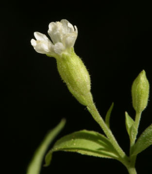 Image of Menzies' campion